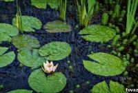Homemade Pond Filter Solutions