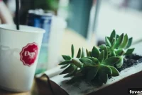 Create a Stunning Succulent Wall Garden with This Simple DIY