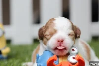 15 Pawsome DIY Ideas Your Pet Will Adore
