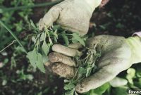 13 Natural Weed Control Recipes for a Thriving Garden