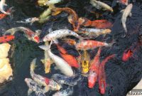 Craft Your Own Backyard Pond: Easy Steps for Newcomers