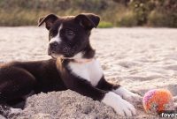 Transform Your Yard Build a DIY Underground Pet Waste Digester