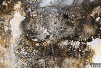 Get Rid of Basement Mold For Good