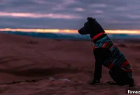 Elegant Dog Sweater Pattern for Your Precious Pup