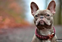Weave Your Own Paracord Dog Collar