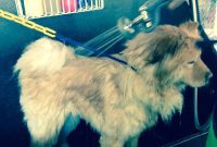 Craft Your Own Natural Dog Shampoo