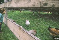 10 Dreamy Backyard Hen House Designs