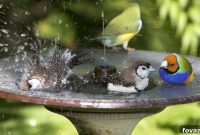 9 Creative & Cheap DIY Bird Bath Ideas
