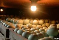 Build Your Own Egg Incubator