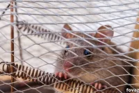 13 DIY Mouse Traps Using Everyday Household Items