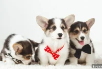 Stitch a Snazzy Bow Tie for Your Best Friend