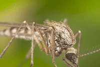 Trap Mosquitos with a Simple Plastic Bottle Hack
