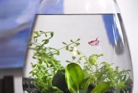 DIY Underwater Table Oasis