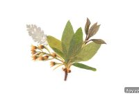 Unlock Nature’s Beauty: Pressing Flowers for Stunning Crafts