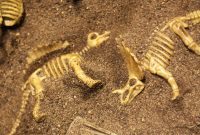 Tabletop Dino Dig Kit