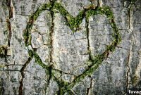 The Art of Moss Graffiti Your DIY Guide to Living Walls