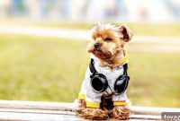 Keep Your Pup Warm With This No Sew DIY Jacket