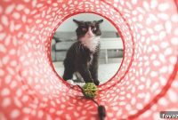 Build a Purrfect Scratch and Pet Station