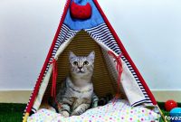 Craft a Custom Cat Hideaway