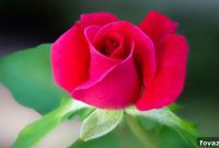 Repurpose Spoons into Roses