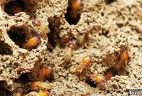 Six Clever Ways to Eliminate Termites Yourself