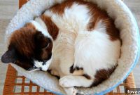 11 Genius DIY Cat Home Projects Every Cat Lover Needs