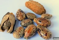 Jamaican Black Castor Oil Homemade Beauty Secrets Revealed