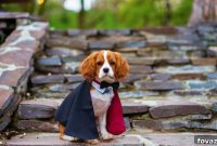 Craft Amazing Dog Costumes Discover Your Pups Style Through Our Quiz