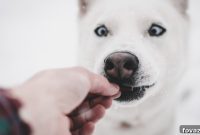 Harvest Hound Heaven: Homemade Fall Treats