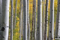 Birch Tree Magic: DIY Decor for an Enchanting Indoor Forest