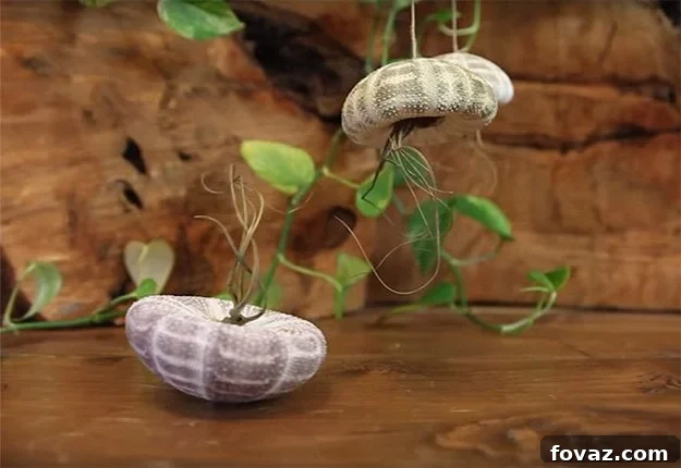 featured 8717