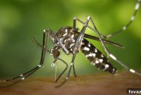 Clever DIY Mosquito Traps
