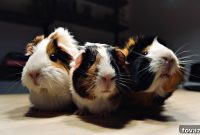 11 Creative DIY Guinea Pig Habitats
