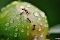 Banish Ants Naturally: DIY Home Pest Control