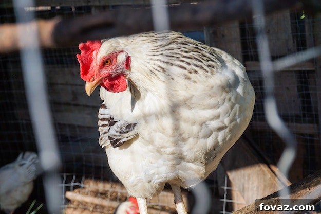Smart Solutions for Backyard Chickens: Ingenious DIY Coop Ideas 2 Spacious Chicken Coop Made from Recycled Wood Pallets