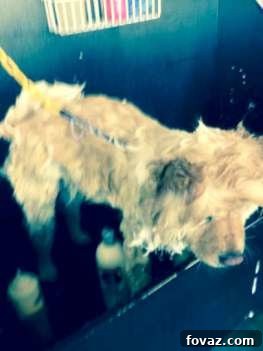 How to Make Homemade Dog Shampoo How to Make Homemade Dog Shampoo