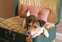 Craft Your Dog’s Dream Bed Today