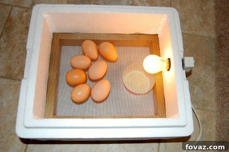 The 30-Minute Egg Incubator | egg incubator DIY