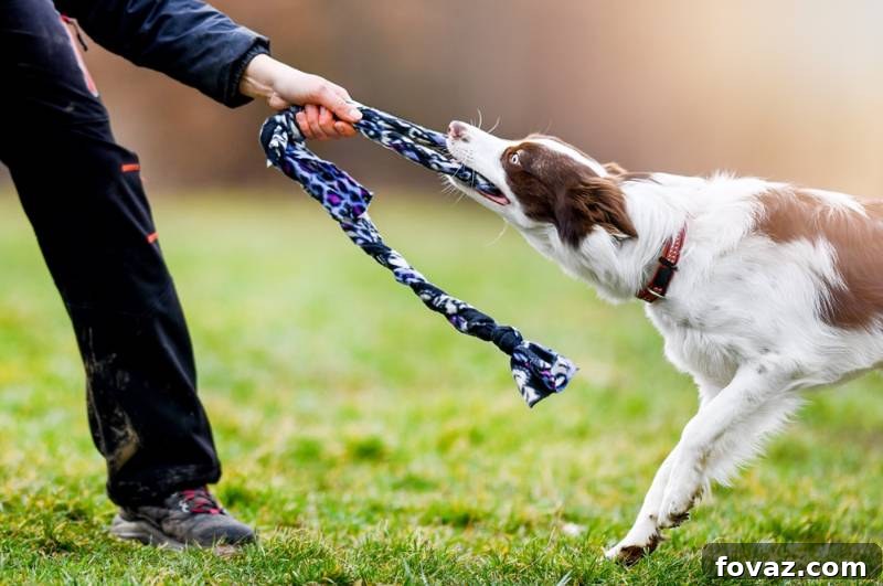 young-dog-pull-rope-on-meadow | easy to make diy dog toys