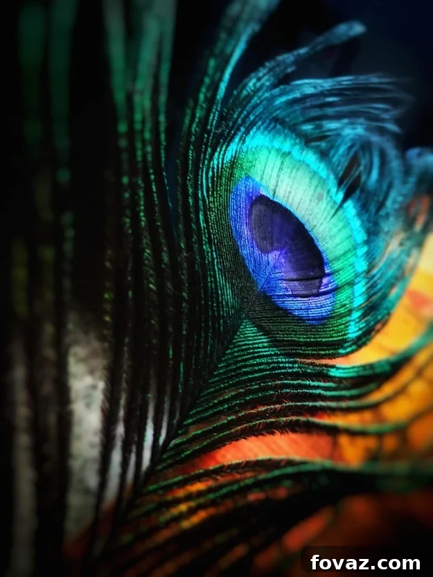 Beautifully hand-painted feather with intricate black and white patterns on a vibrant colorful base, showcasing detailed artistic work for creative DIY projects and unique home decor