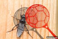 Kitchen Hacks for Natural Fruit Fly Removal