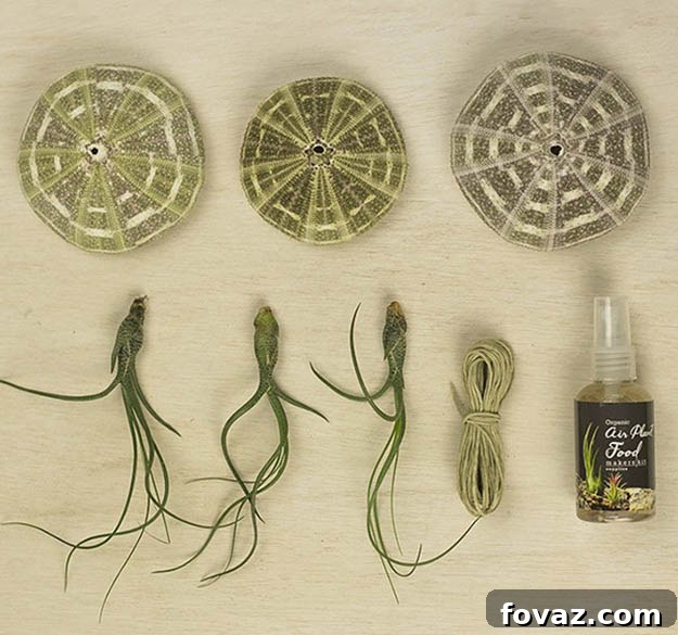 DIY JELLYFISH SUSPENDED GRAVITY PLANT TRIO: How to Make Unique Suspended Air Plants for Your Home DIY JELLYFISH SUSPENDED GRAVITY PLANT TRIO showcasing suspended jellyfish air plants crafted from sea urchin shells and Tillandsia, perfect for modern home decor